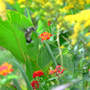 Hummer_lantana_ghostwings_9-03-08_good_sm
