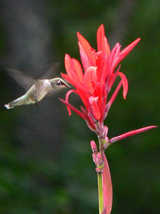 Ruby-throated Hummingbird on Canna (Canna indica (Indian shot plant) unknown Red)