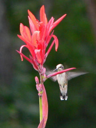 Hummer on Canna (Canna indica (Indian shot plant) unknown Red)