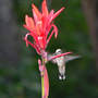 Hummer_canna_red_exc_9-05-08_bellyside_sm