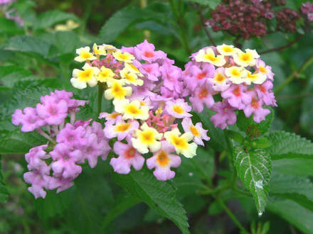 Lantana (Lantana camara (Lantana))