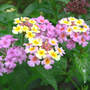 Lantana (Lantana camara (Lantana))