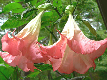 Brugmansia 