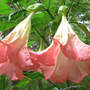 Brugmansia_frosty_pink_2_trumpets_9-05-08_exc_sm