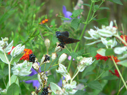 Red-spotted Purple Butterfly (Balemcanda chinesis)