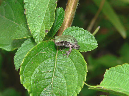 Another Treefrog ! (Lantana camara (Lantana) 