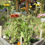 SW Yellow Bed