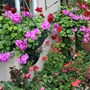Container gardening: Pots, Tubs and Baskets