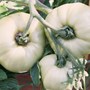 Home Grown Vegetables