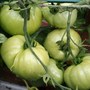Home Grown Vegetables
