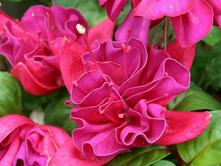 Plant Portraits: Flowers in my garden