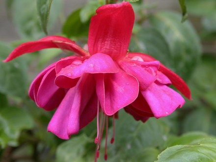 Plant Portraits: Flowers in my Garden