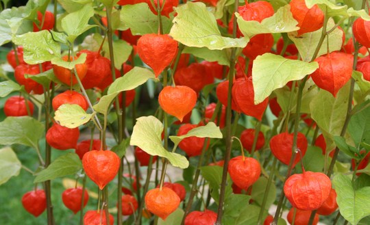Container Gardening