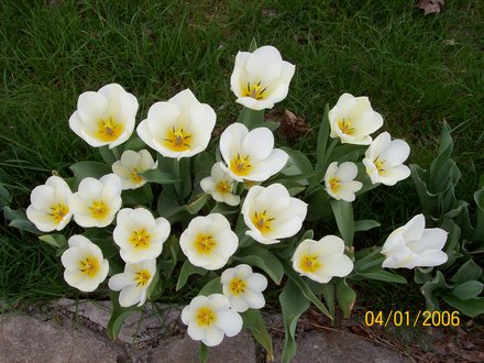Tulips