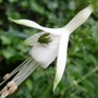 Gar47_bugs_and_bees_004