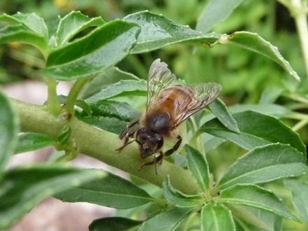 Drone bee