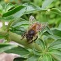 Gar47_bugs_and_bees_005