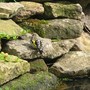 Gar42_goldfinch_005