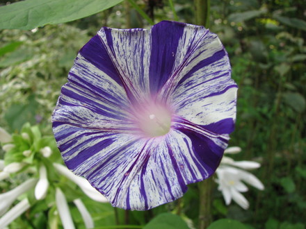 Another wild looking morning glory
