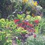 My Front Garden 