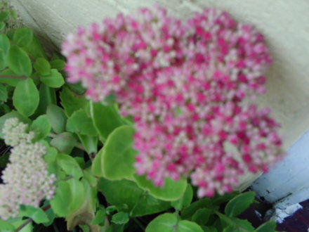 another sedom plant