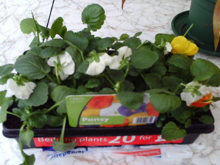 Tropical twist pansy's