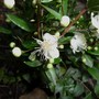 Myrtle shrub .