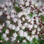 Eupatorium ligustrinum (Eupatorium ligustrinum)