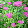Sedum_neon_9-07-08_exc_sm