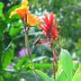 Hummer_canna_rest_9-07-08_good_sm