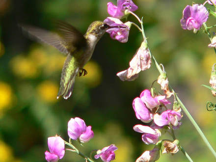 Hummingbird At Sweetpea (Lathyrus latifolius (Everlasting pea))