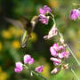 previous slideshow photo