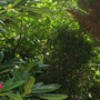 Billardiera longiflora (Appleberry)