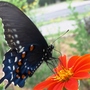 Giant butterfly?