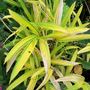 Bamboo