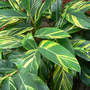 Variegated Tropical Ginger (Alpinia zerumbet 'Variegata')