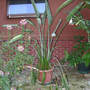 Bird_of_paradise_9-07-08_exc_sm
