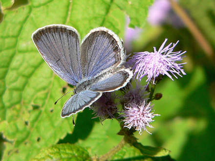 Eastern Tailed-blue