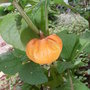 Physalis franchetii 'Zwerg'