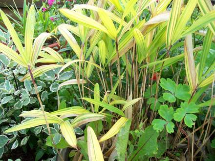 Bamboo