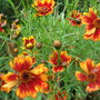 Coreopsis