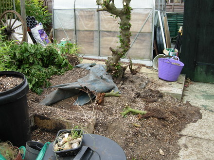 Rotting Ceanothus Tree (??)