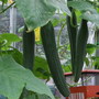 Cucumbers