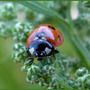 ladybird