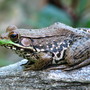 A close up of my prince, isn't he a handsome little devil !
