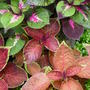 Autumn colour from Coleus. (Solenostemon scutellariodes)