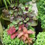 Coleus underplanting the clipped Cedars and clipped Box. September 13th 2008 (Solenostemon scutellariodes)