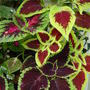Exotic pattern, colour and foliage from home grown Coleus. September 13th, 2008. (Solenostemon scutellarioides (Coleus))
