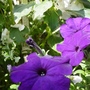 Petunias in the autumn light. (Petunias)