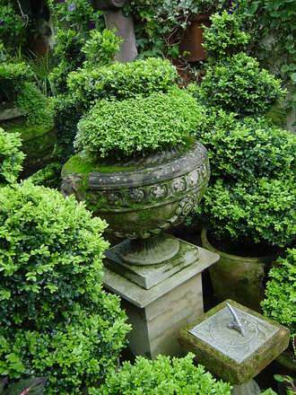 Clipped box and topiary. September 13th 2008. (Buxus sempervirens (Common box))